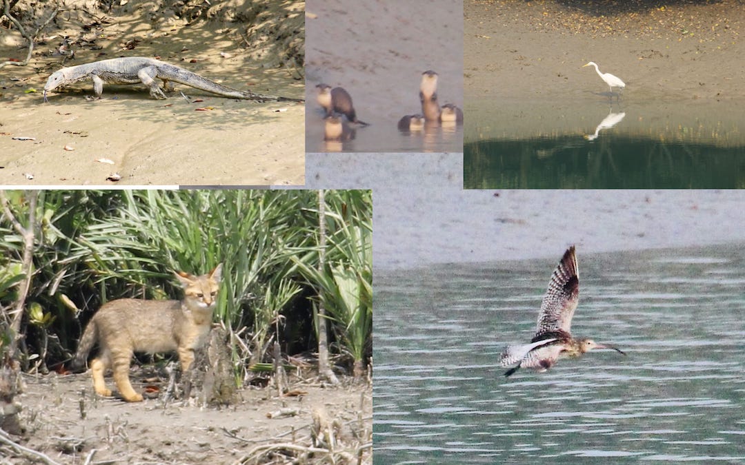 Sundarbans Animals