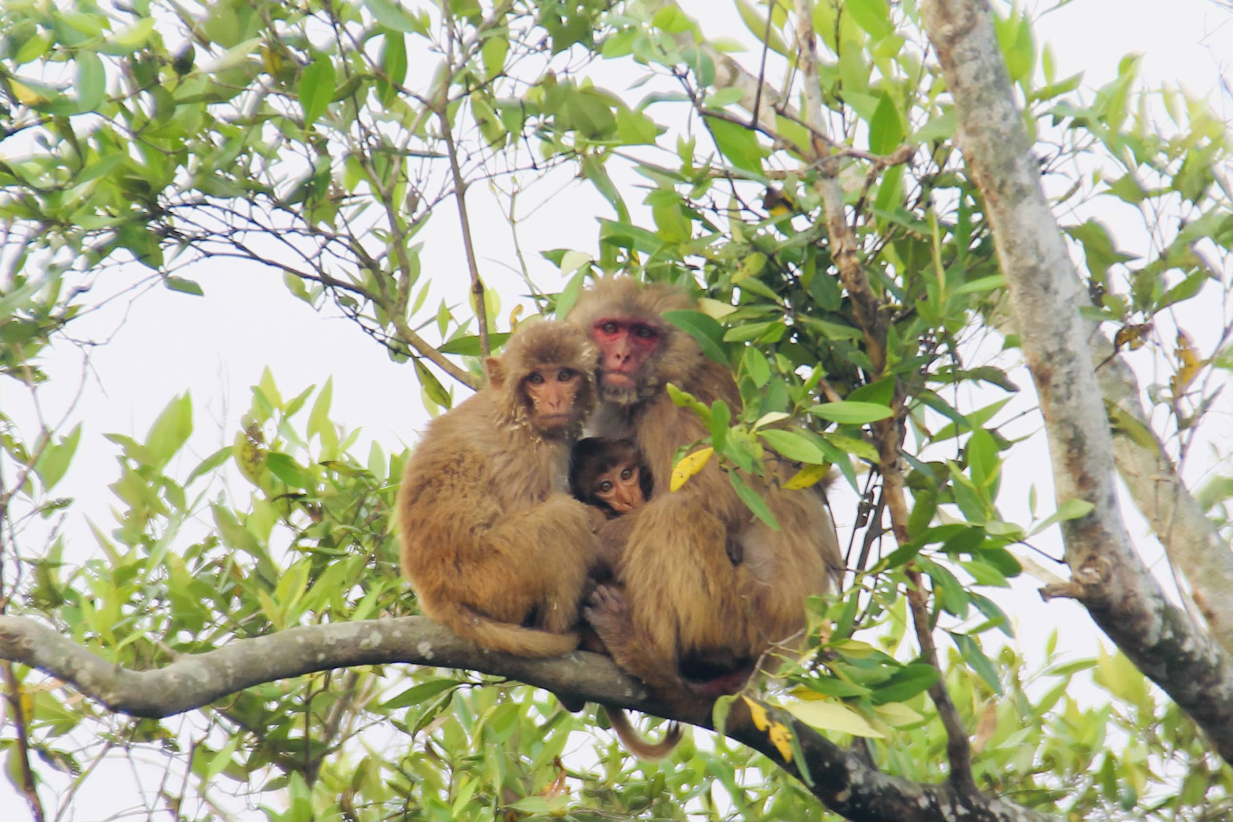 Monkey Family