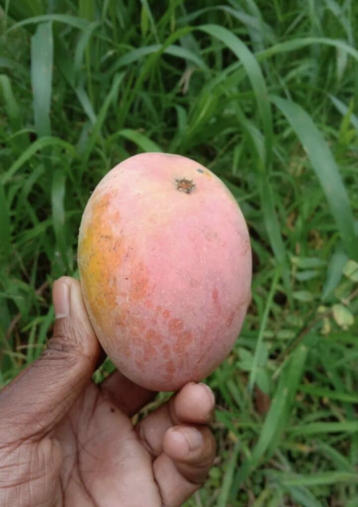 Miyazaki: Most Expensive Mango