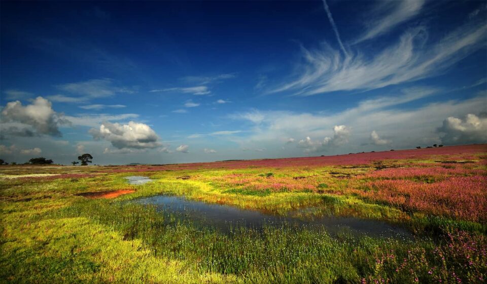 Kaas Plateau