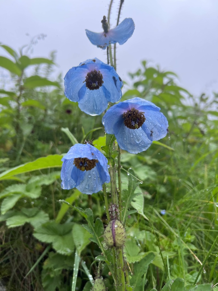 Blue poppy on the Hemkund trail